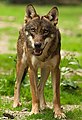 イタリアオオカミ Canis lupus italicus