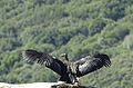 California Condor အကောင်ငယ်