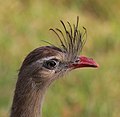 22. Vöröslábú kígyászdaru (Cariama cristata) feje (Pantanal, Brazília) (javítás)/(csere)