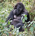 I gorillaens rike handler om Dian Fosseys forskning på fjellgorillaer.