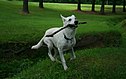 Weißer Schäferhund apportiert ein Stöckchen