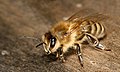 19. Krajnai mézelő méh (Apis mellifera carnica) (javítás)/(csere)