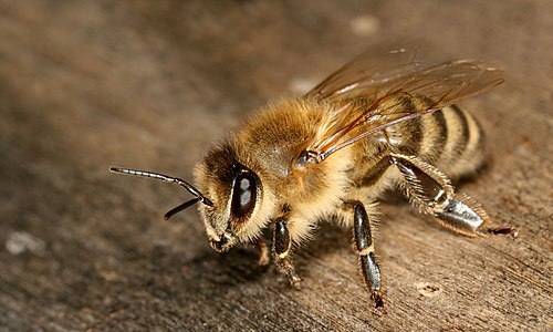 Bal arısı (Apis mellifera carnica) (Üreten: Makro Freak)