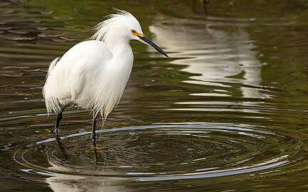 Day 67: Snowy egret wading through shallow water