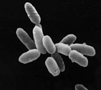 Halobacteria sp. koloonia, iga rakk on umbes 5 μm pikk.