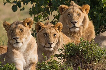 Imagem de dois leões e uma leoa (Panthera leo) descansando em Masai Mara, sudoeste do Quênia. (definição 5 184 × 3 456)