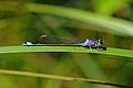 1. Fejletlen kéksávos légivadász (Ischnura elegans) (javítás)/(csere)