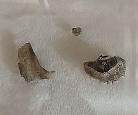 “蒲缥人”化石，旧石器时代晚期塘子沟遗址，现藏于保山市博物馆