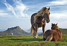 Két ló a legelőn, az egyik fekszik, a másik áll.
