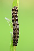 Cerastis rubricosa caterpillar (dorsal view) (SDG 15)