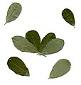 Follas de salgueiro bravo (Salix atrocinerea).