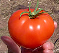 Un bonito tomate / A nice tomato