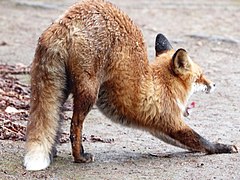 A stretching red fox
