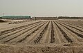 Öntözéses növénytermesztés a sivatagban
