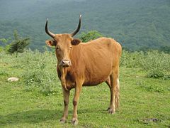 یک گاو نر مازندرانی در منطقهٔ جنگلی بلیران شهرستان آمل