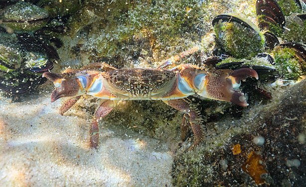Warty crab (Eriphia verrucosa) in defying position, Setúbal, Portugal.