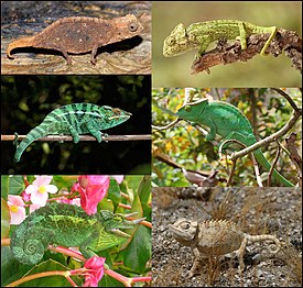 Некоторые виды хамелеонов. 1-й столбец: Brookesia micra, пантерный хамелеон, хамелеон Джексона; 2-й столбец: обыкновенный хамелеон, Calumma parsonii, пустынный хамелеон.