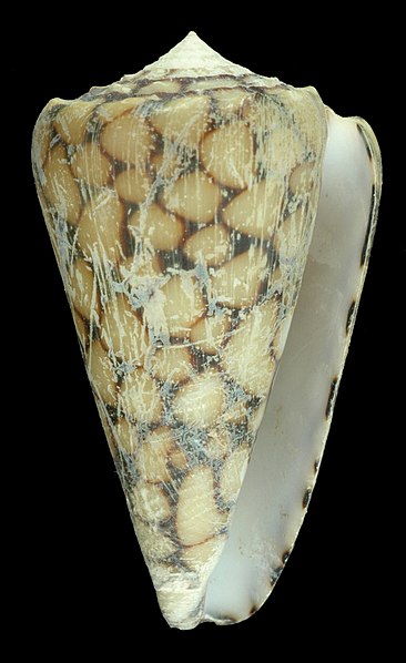 File:Conus marmoreus (MNHN-IM-2013-47292).jpeg