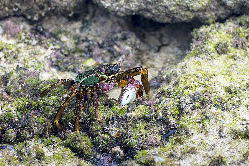 File:Crab on shore.jpg
