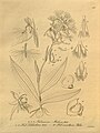 Habenaria medusa plate 286, fig. I 1-4 in: H. G. Reichenbach: Xenia orchidacea - vol. 3 (1900)
