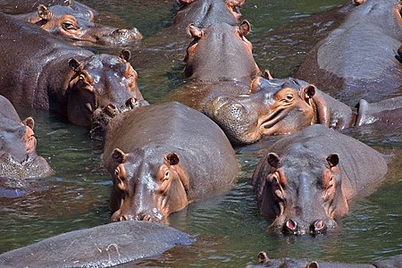 Su aygırı (Hippopotamus amphibius) (Üreten: Paul Maritz)