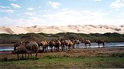 Wylde kamelen