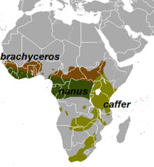 Obseg splošno sprejetih oblik afriškega bivola