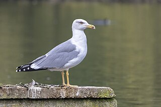 Yellow-legged Gull 2023-10-10.jpg