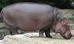 Армана Hippopotamus amphibius