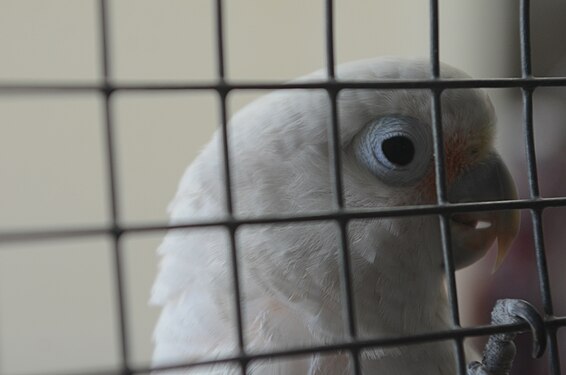 A pet Tanimbar corella In a bird cage named Charlie
