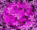Flores flox de color púrpura sicodélicu A red fish