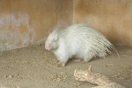 Individu albinos dans un zoo