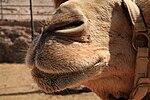 Thumbnail for File:Pájara La Lajita - Oasis Park - Camelus dromedarius 02 ies.jpg