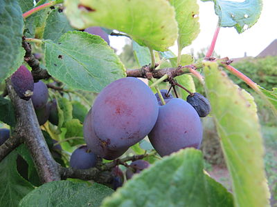 Fruktoj de la planto Prunus domestica estas ofte purpuraj