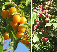 Prunus americana (16236067093a).jpg