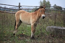 Պրժևալսկու ձի