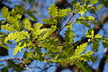Quercus gussonei