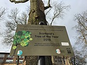 The tree with its Scotland's Tree of the Year 2015 sign.