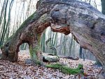 Дубова арка (Голосіївський ліс), © N.Y.efimova, CC-BY-SA 4.0