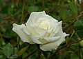 A hybrid tea rose, 'Mrs. Herbert Stevens'