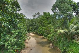 Hutan Sarawak