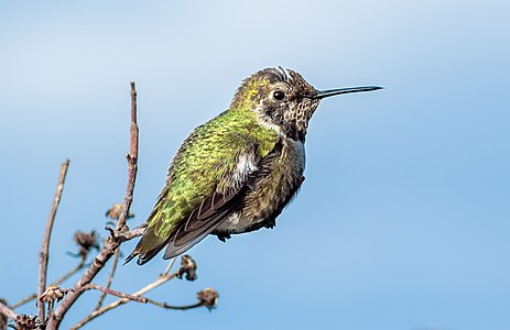 Calypte anna (Anna's hummingbird)