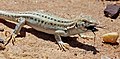25. Az Acanthodactylus nemhez tartozó fiatal Acanthodactylus boskianus asper a Dana Bioszféra Rezervátumban (Jordánia) (javítás)/(csere)