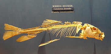 Chasmistes fecundus (Musée USA)