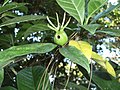 イワカワシジミの食痕がある果実（沖縄県宜野湾市、2008年12月）