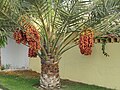 La palmera datilera, usada pels antics egipcis tant per al consum dels seus fruits com per fer vi. Els egipcis van aprendre a pol·linitzar-la manualment.