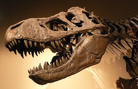 Tyrannosaurus rex kafatası (Üreten:David.Monniaux)