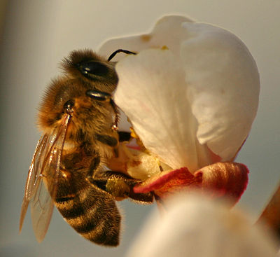 Slika:Čebela na cvetu marelice.jpg