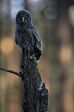 Совеня сови довгохвостої у Поліському природному заповіднику. Автор: Wildlife Ukraine, CC-BY-SA-4.0