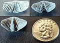 Three small brachiopod fossils shown next to a U.S. quarter (24 mm diameter).